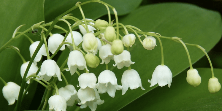 Photo de muguet
